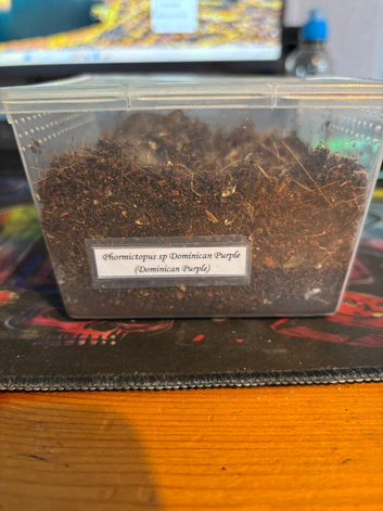 Phormictopus sp Dominican Purple