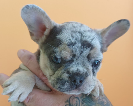 French Bulldog Puppies