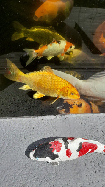 Koi carp for sale