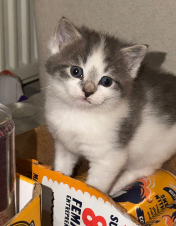 2 beautiful (Norwegian forest cat mix) kittens