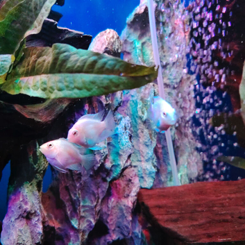 Rehoming group of mixed tropical fishes