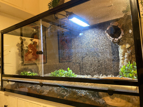 San diago gopher snake CW full setup