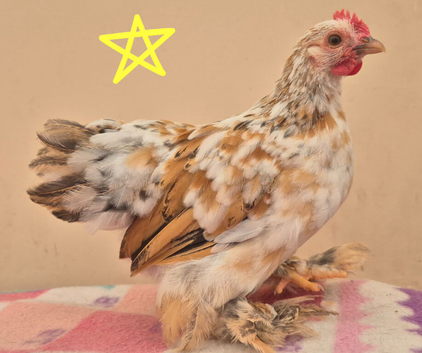 2 x pekin bantam cockerils