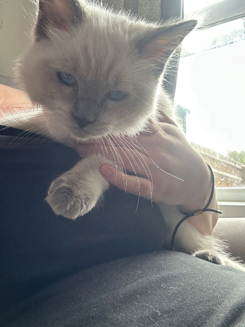 Beautiful ragdoll kitten girl