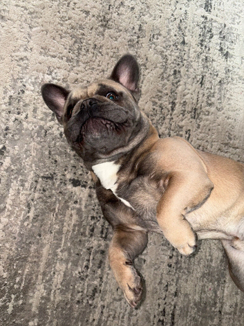 French bulldog (age 2)