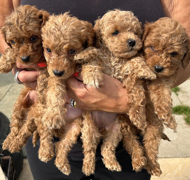 6 Beautiful Cockapoos