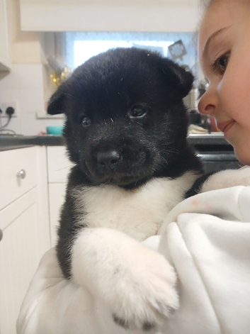 American Akita puppies