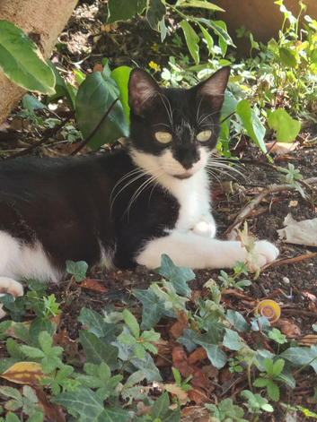Black and white mother of two litter small and sweet