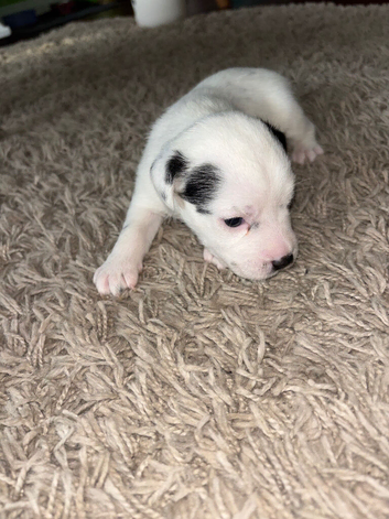 Jack Russell cross pups
