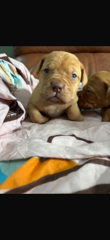 Dogue de bordeaux pups
