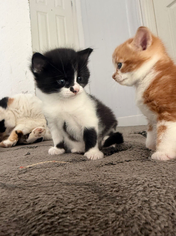 3 x kittens for sale