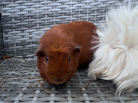 Female guinea pigs