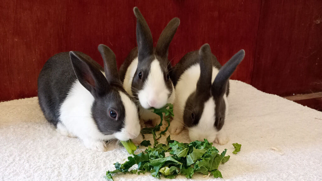 Dutch rabbits for sale