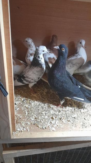 Pigeons