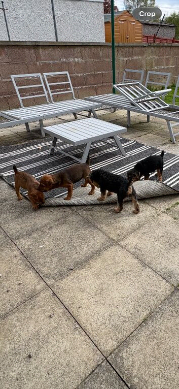 Lakeland Terrier Pups for new home