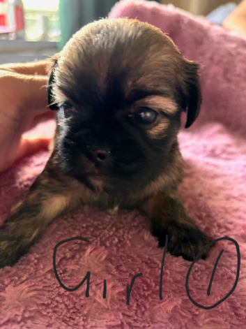 6 beautiful puppys