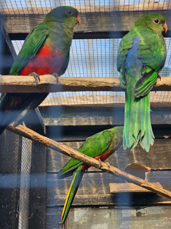 Australian king parrots