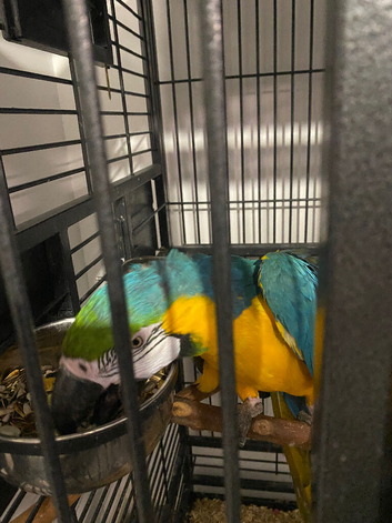 Steady Macaw talks not tame