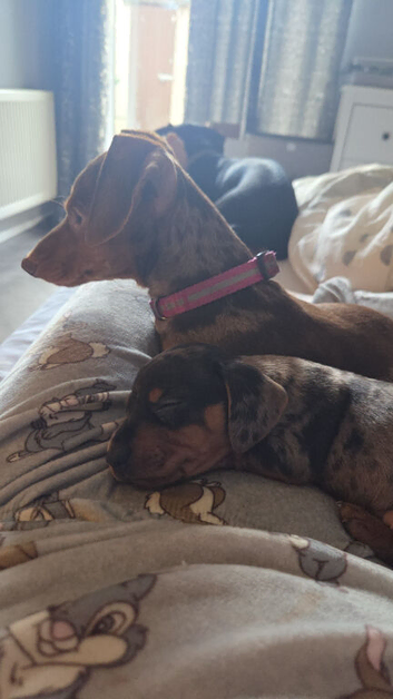 Miniature Dachshund