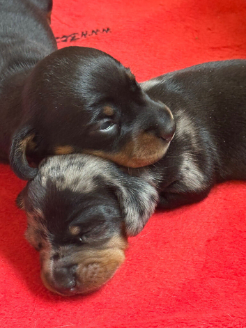 2 female mini smooth haired Dachshund puppies