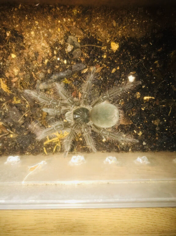 Juvenile Theraphosa blondi