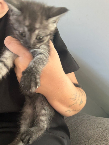 Black tabby silver kitten