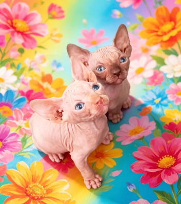 GORGEOUS SPHYNX KITTENS