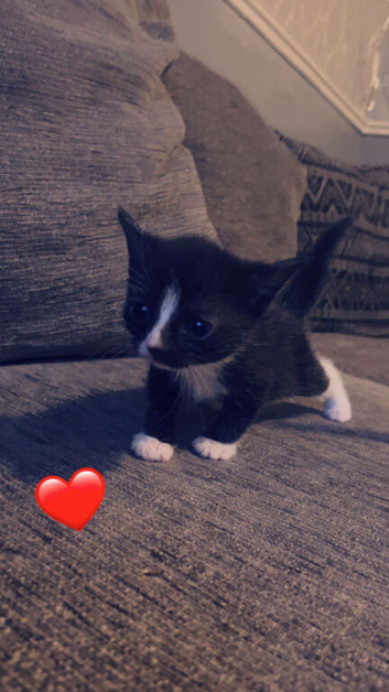 Baby kittens for sale