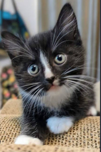 6 kittens for sale black and white some black
