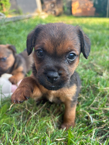 Patterdale puppies