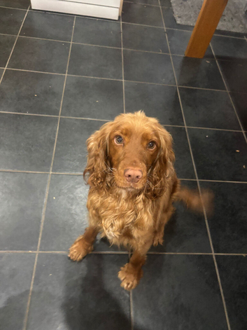 beautiful cocker spanial for sale