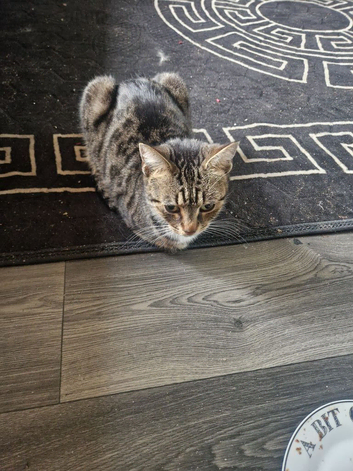 Cat needs rehoming