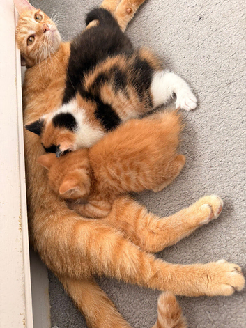 Beautiful home reared kittens. Ready sat 3rd Oct