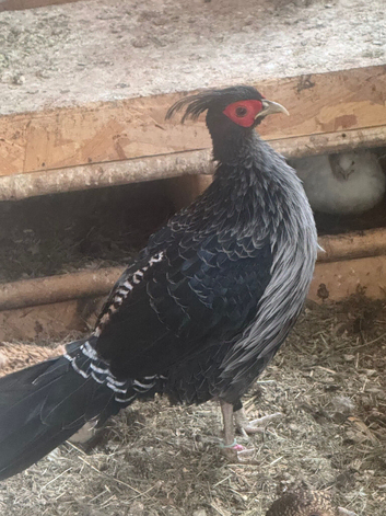 Kalij pheasant pair
