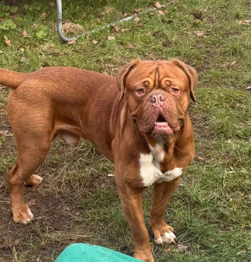 Dogue De Bordeaux STUD KC with champ in bloodline line