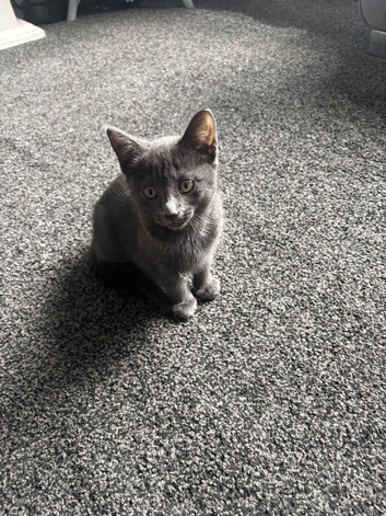 2 x female kittens