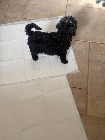 Miniature Labradoodle
