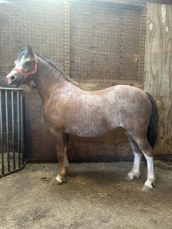 Beautiful section A mare