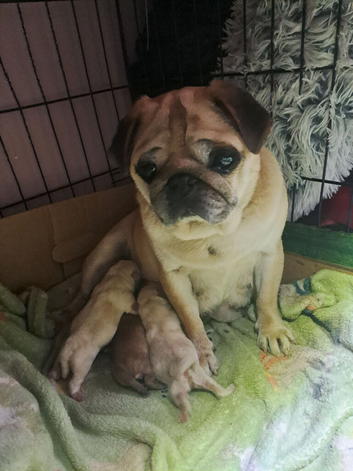 Pug white Puppy