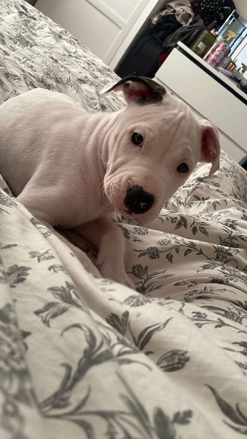 American bulldog puppy