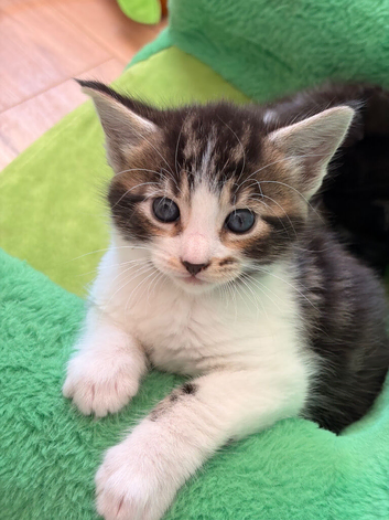 Maine Coon Cross Kittens