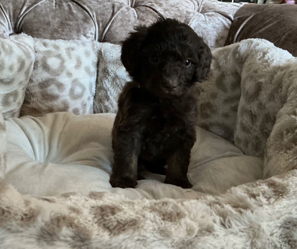 Stunning F1B Aussiedoodle puppies