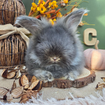 1 English Angora Buck for Sale