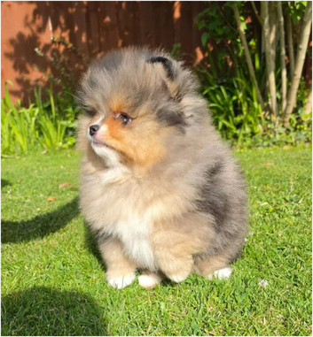 Beautiful Pomeranian pups