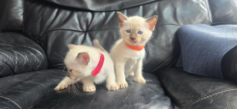 Stunning Siamese Kittens - **1 girl left!
