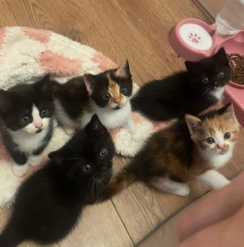 Kittens looking for forever homes