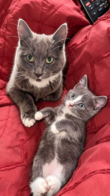 Last kitten left ready now