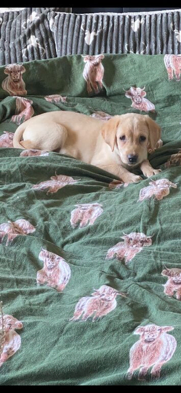 I have a labour girl for new home