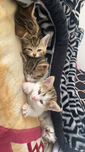 Mixed breed short hair kittens