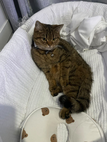 Persian/Shorthair mix cat for sale